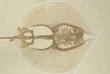 Fossil Stingray (Heliobatis) With Knightia - Wyoming #202113-2